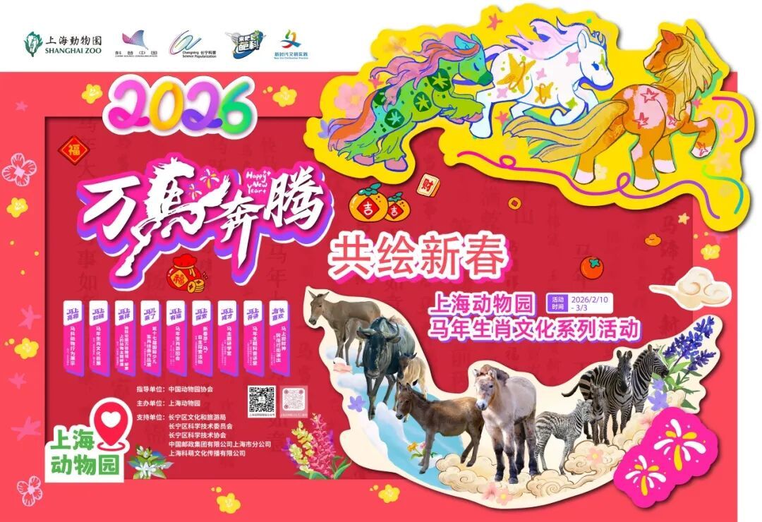 来上海动物园看马！别错过“新晋顶流”小矮马~