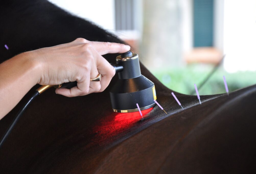 一次性说清：盘点马匹康复护理的几大常用疗法 