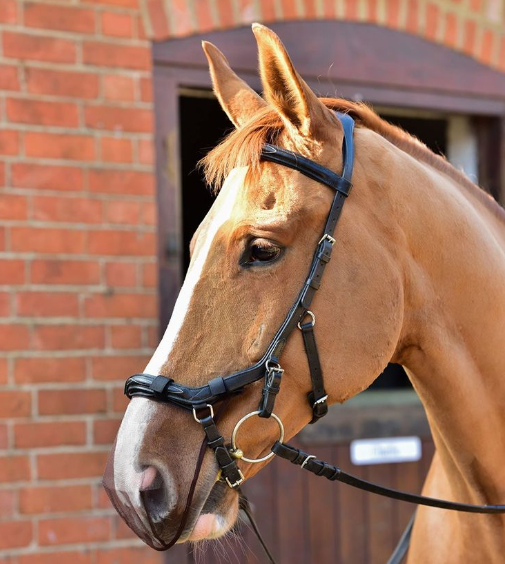 快速了解马匹健康的标志 