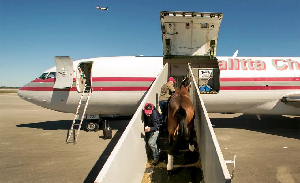 小马的精致旅行 