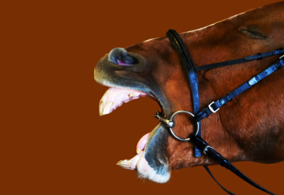 马训练时不听话？问题可能出在牙齿上！ 