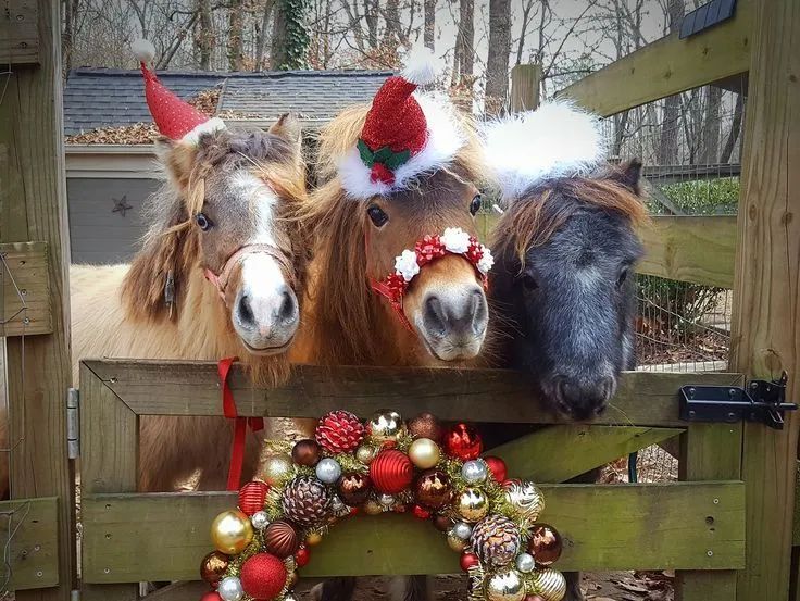 今年圣诞节，要和小马一起过吗？ 