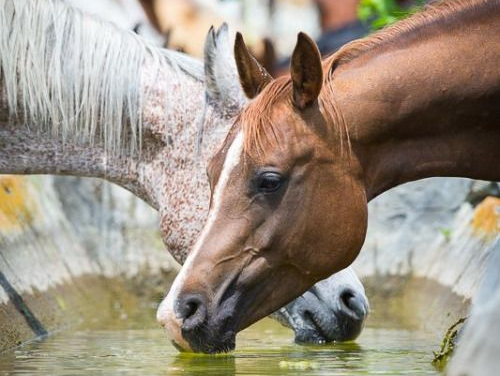 马都喝什么？要怎么喝？那些关于“吨吨”的有趣问题 