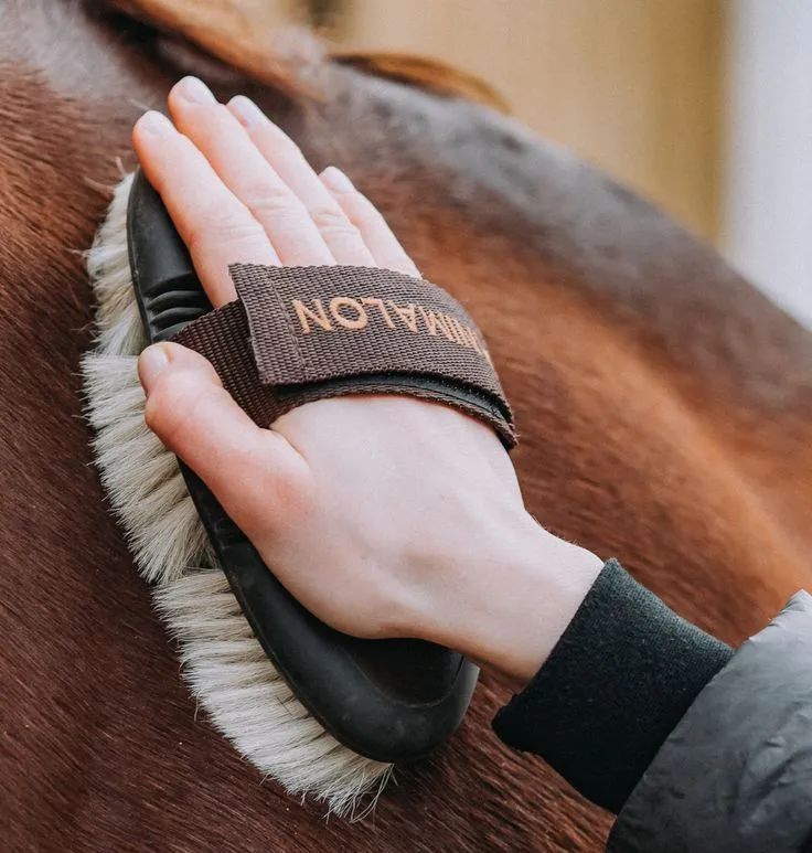 春季养马必修课！这些护理细节千万别错过 