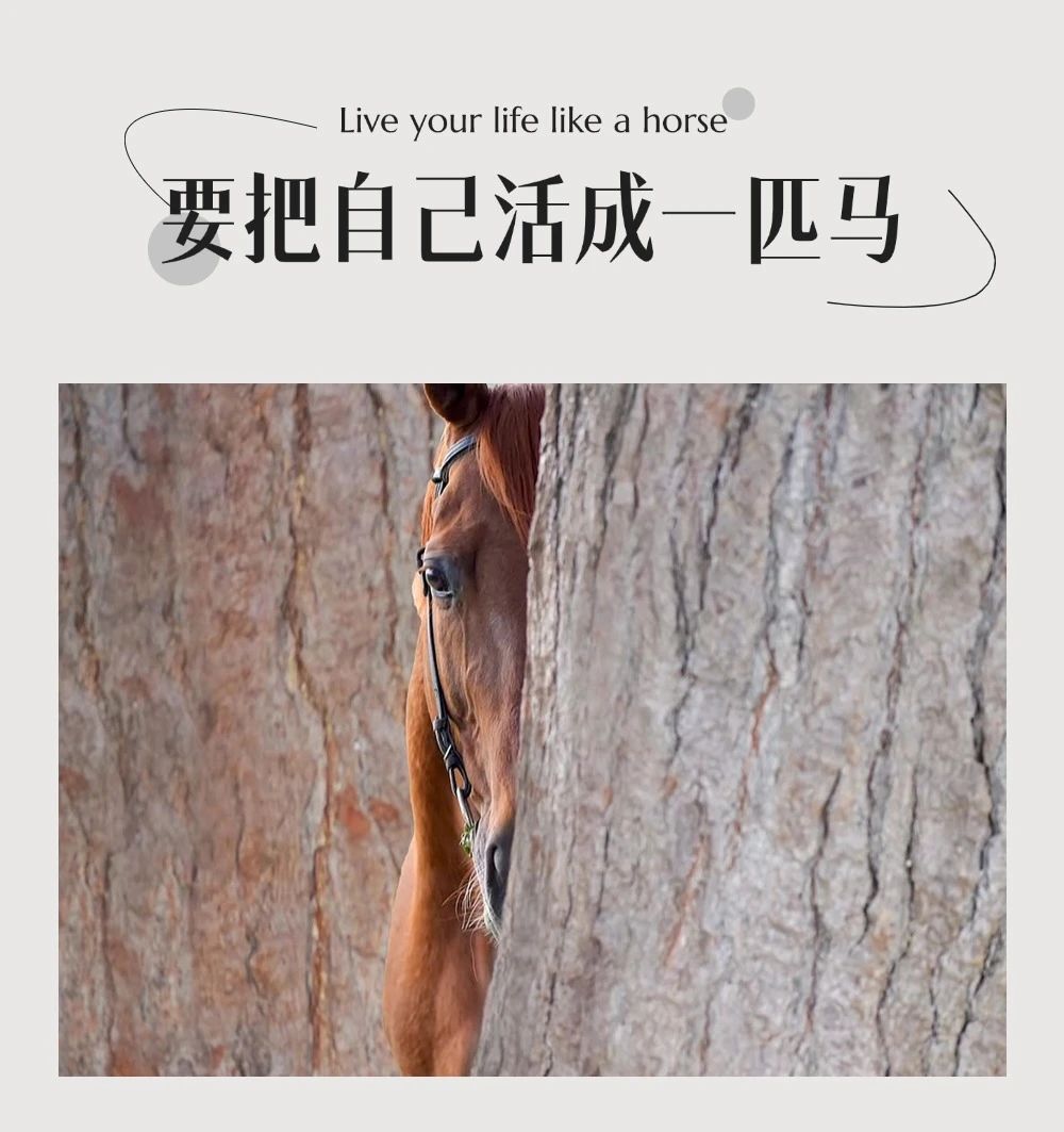 要把自己活成一匹马 