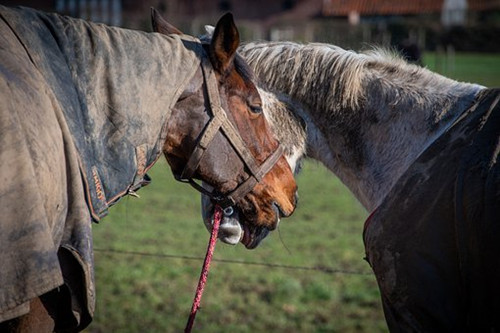 属马的人33岁乱刀斩，有什么说法