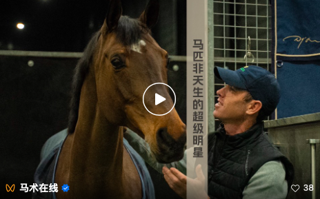 马匹并非天生的超级明星，骑手要识别并发掘其潜力 