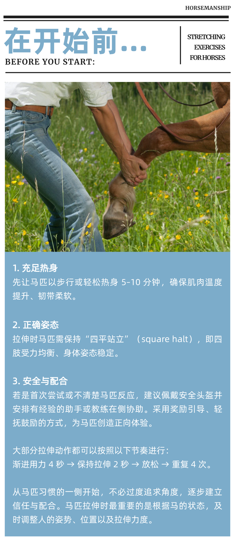 柔韧一分，表现十分！马匹拉伸训练指南 