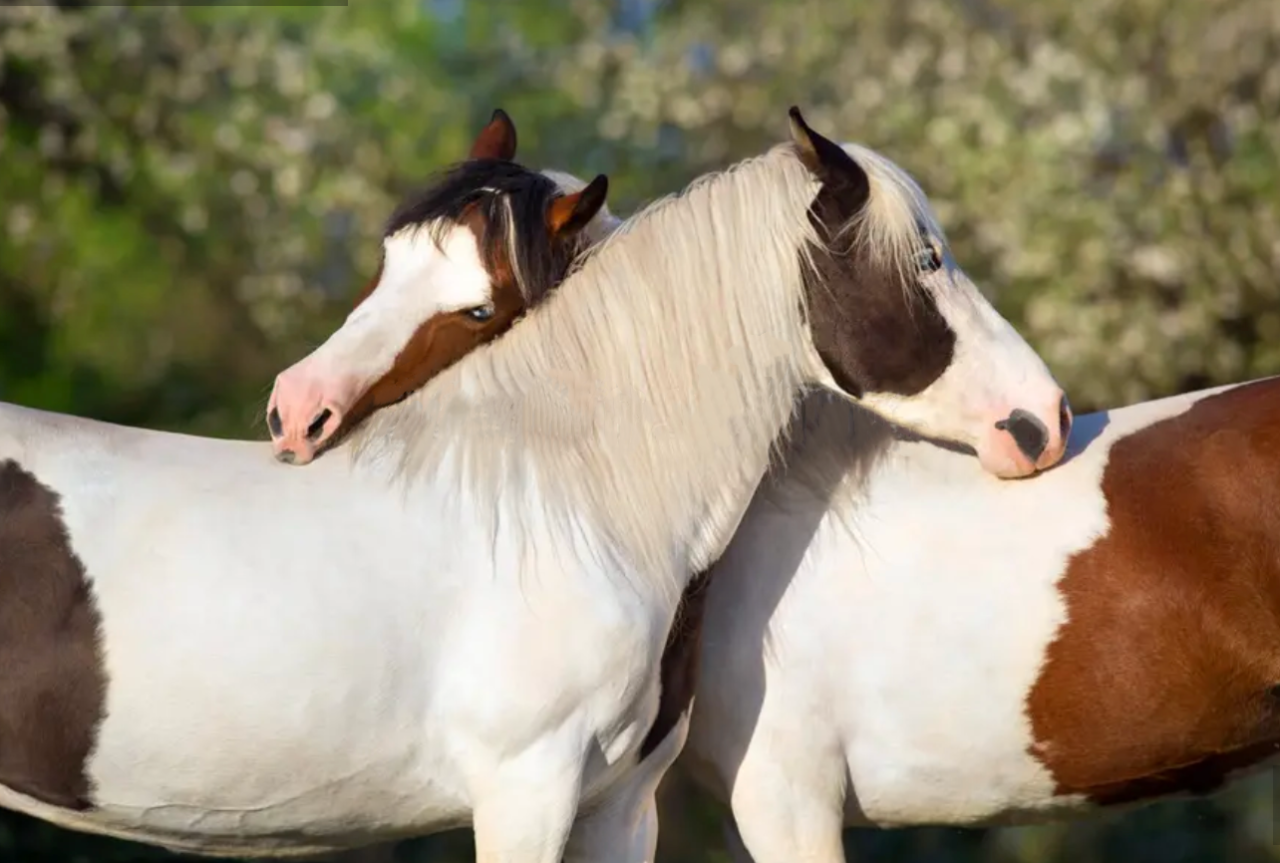 为什么马总爱互相啃脖子？原来是在"社交"！ 