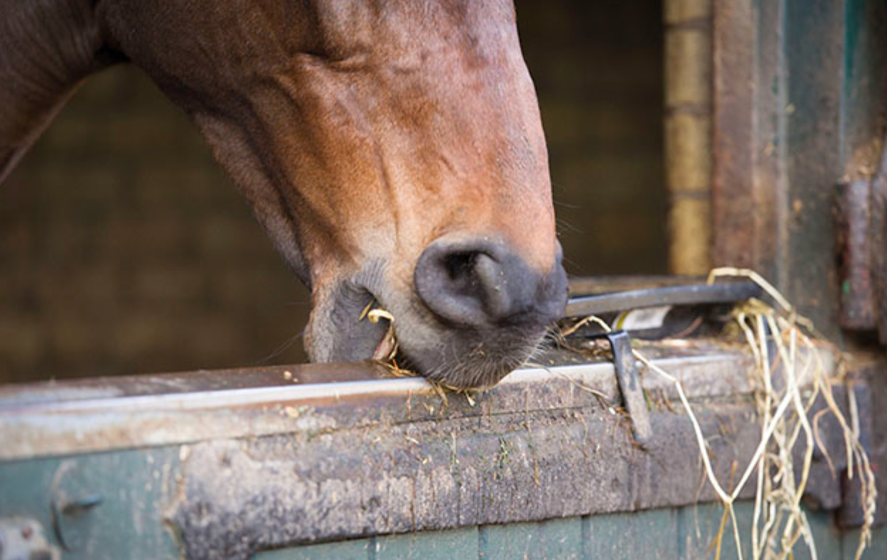 马为什么会咬槽？行为背后的“成瘾机制” 