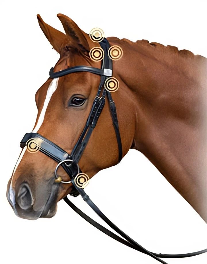 你真的会给马戴水勒吗？佩戴要点自查 