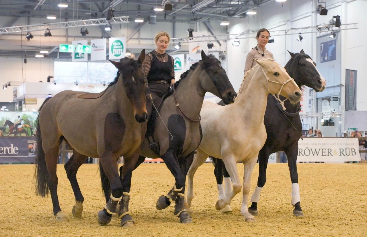 如何进行多匹马的自由骑术训练｜马匹之间的完美连接 