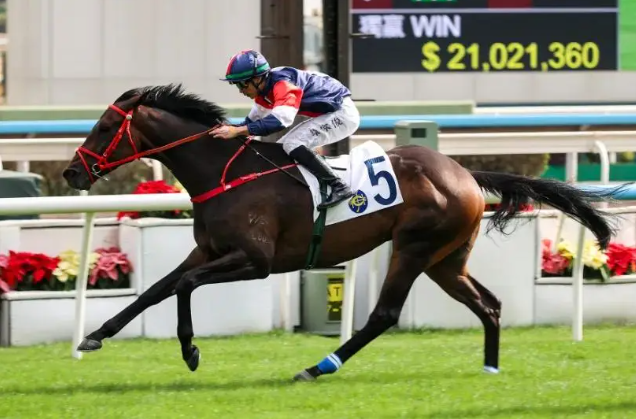 “数字天文”成罗富全在四岁马经典赛事系列争标主力