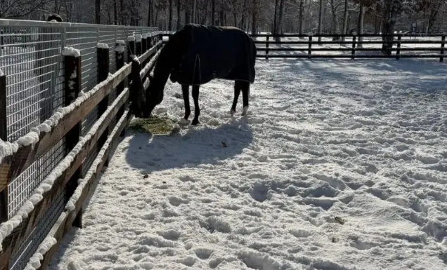 日本发生7.5级强震，前马王“金枪六十”如何了？
