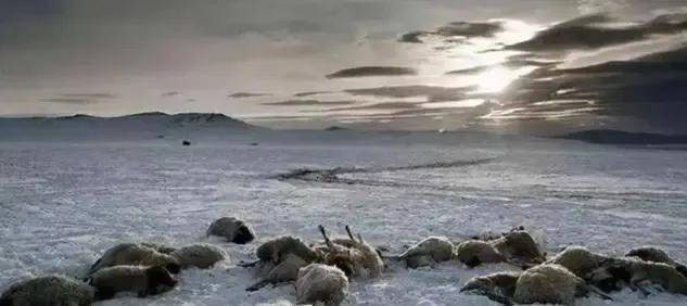 悲剧！黑龙江一水库中惊现13匹